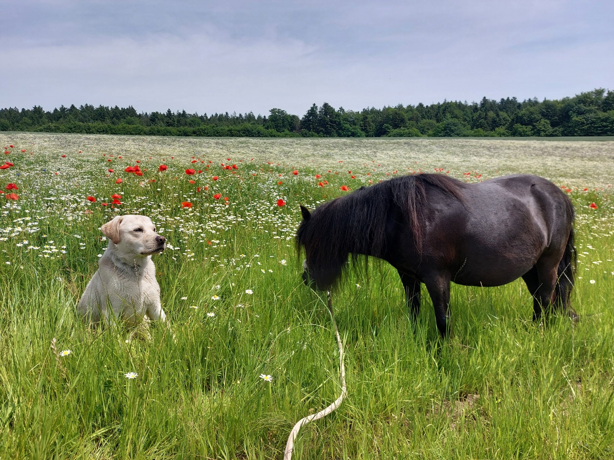 Pony und Hund