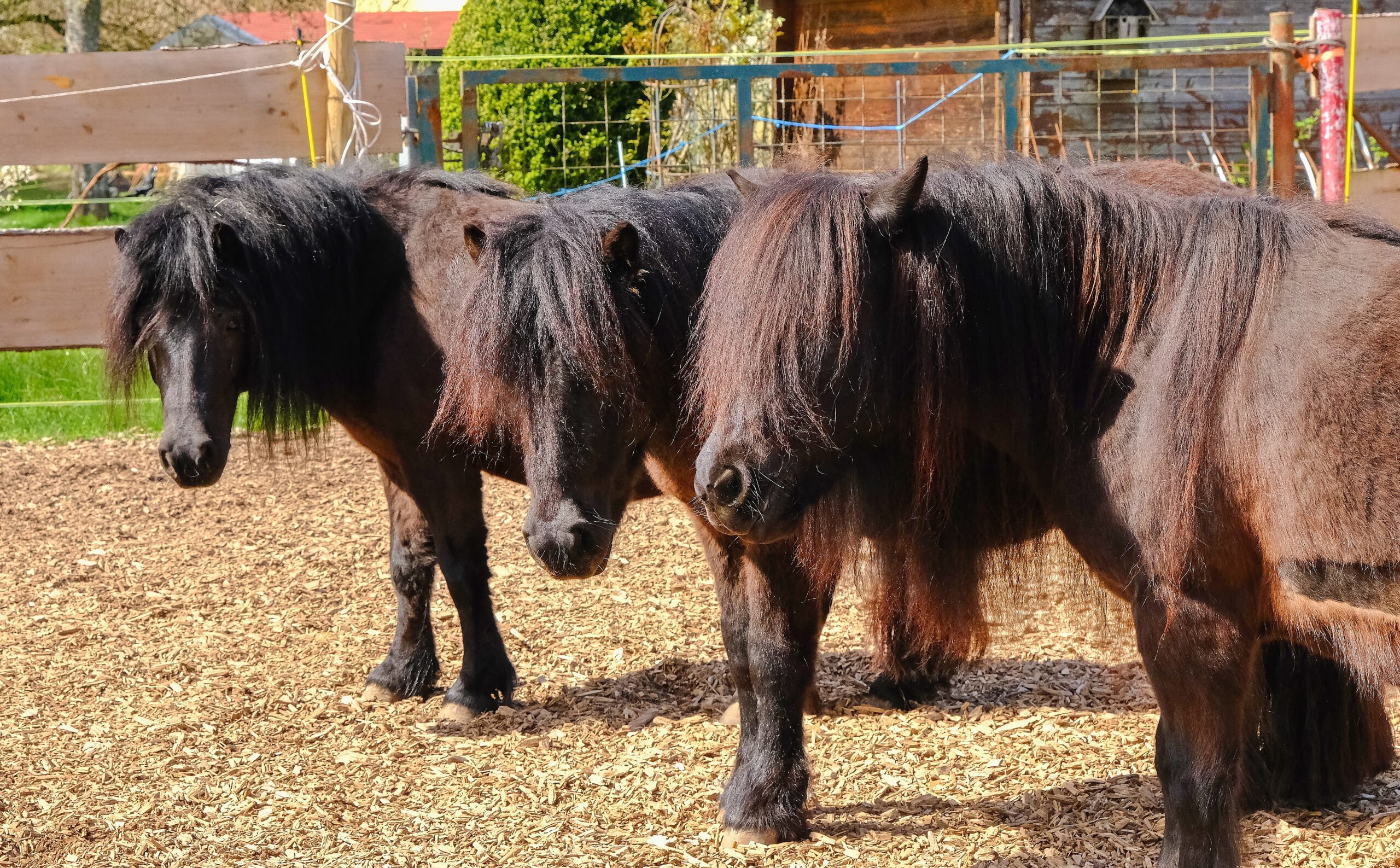 Ponys beim Mini Starter Club