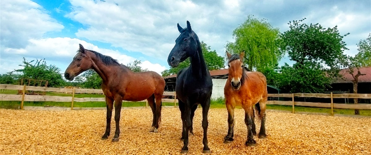 Pferde auf der Koppel